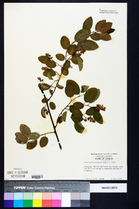 Berchemia scandens image