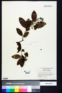 Berchemia scandens image