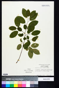 Berchemia scandens image