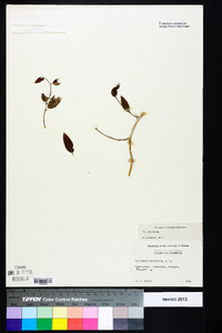 Berchemia scandens image