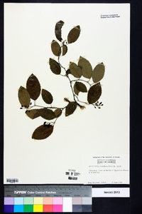 Berchemia scandens image