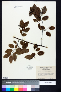 Berchemia scandens image