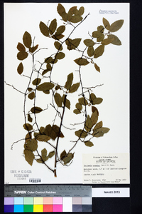 Berchemia scandens image