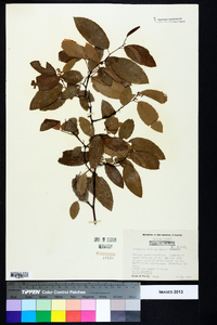 Berchemia scandens image