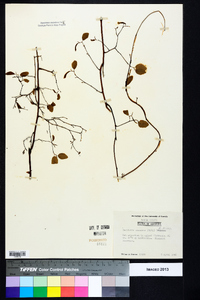 Berchemia scandens image