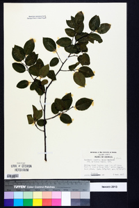 Berchemia scandens image