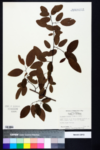 Berchemia scandens image