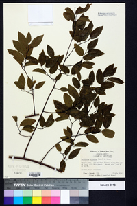 Berchemia scandens image