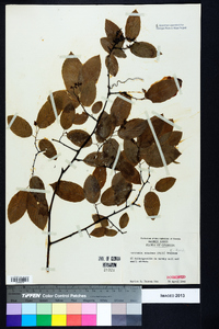 Berchemia scandens image