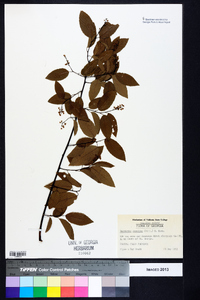 Berchemia scandens image