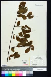 Berchemia scandens image