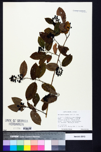 Berchemia scandens image