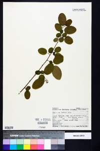 Berchemia scandens image