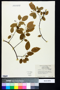 Berchemia scandens image