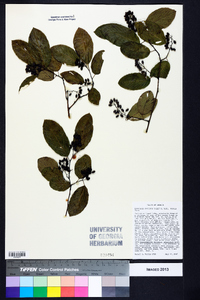 Berchemia scandens image