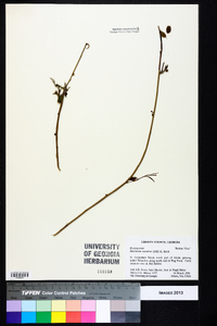 Berchemia scandens image