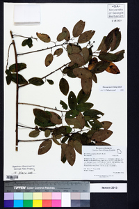 Berchemia scandens image