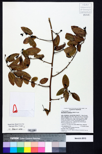 Berchemia scandens image