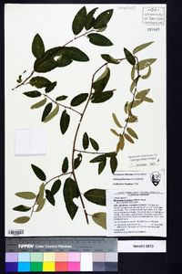 Berchemia scandens image