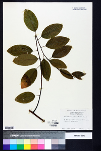 Berchemia scandens image