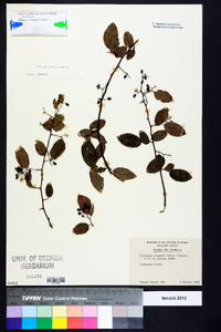 Berchemia scandens image