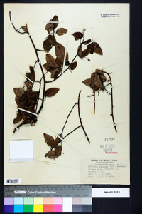 Berchemia scandens image