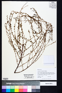 Ceanothus microphyllus image