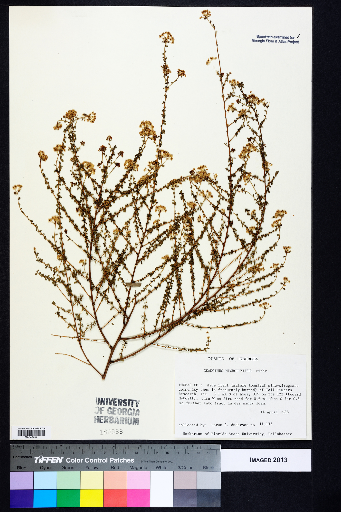 Ceanothus microphyllus image