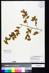 Sageretia minutiflora image