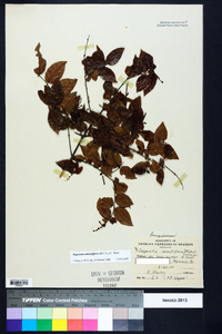 Sageretia minutiflora image