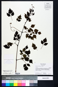 Ampelopsis arborea image