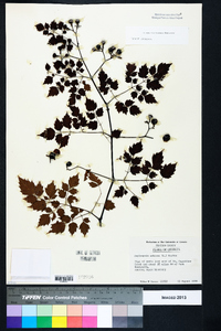 Ampelopsis arborea image