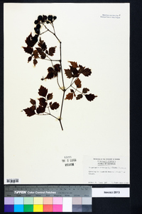 Ampelopsis arborea image