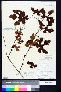 Vitis aestivalis var. aestivalis image