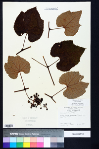 Vitis aestivalis var. aestivalis image