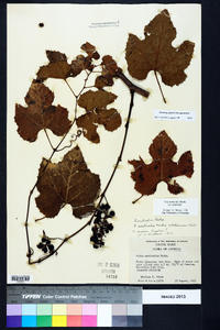 Vitis aestivalis var. aestivalis image