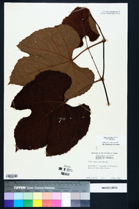 Vitis aestivalis var. aestivalis image