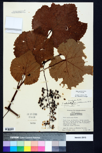 Vitis aestivalis var. aestivalis image