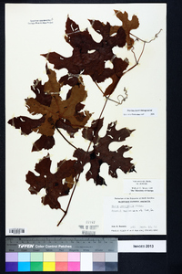 Vitis aestivalis var. aestivalis image