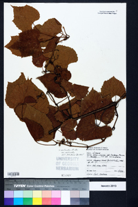 Vitis aestivalis var. aestivalis image