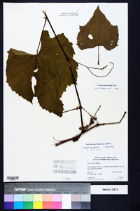 Vitis aestivalis var. aestivalis image