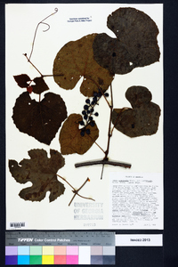 Vitis aestivalis var. aestivalis image