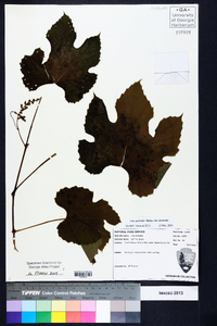 Vitis aestivalis var. aestivalis image