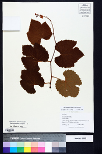 Vitis aestivalis var. aestivalis image