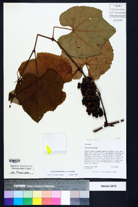 Vitis aestivalis var. aestivalis image