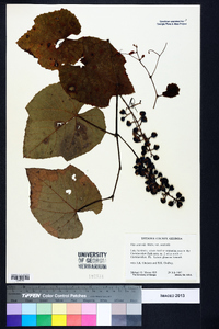 Vitis aestivalis var. aestivalis image