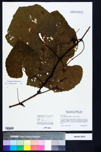 Vitis aestivalis var. aestivalis image