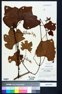 Vitis aestivalis var. aestivalis image