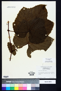 Vitis aestivalis var. aestivalis image