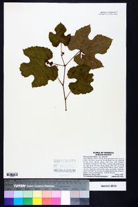 Vitis aestivalis var. aestivalis image